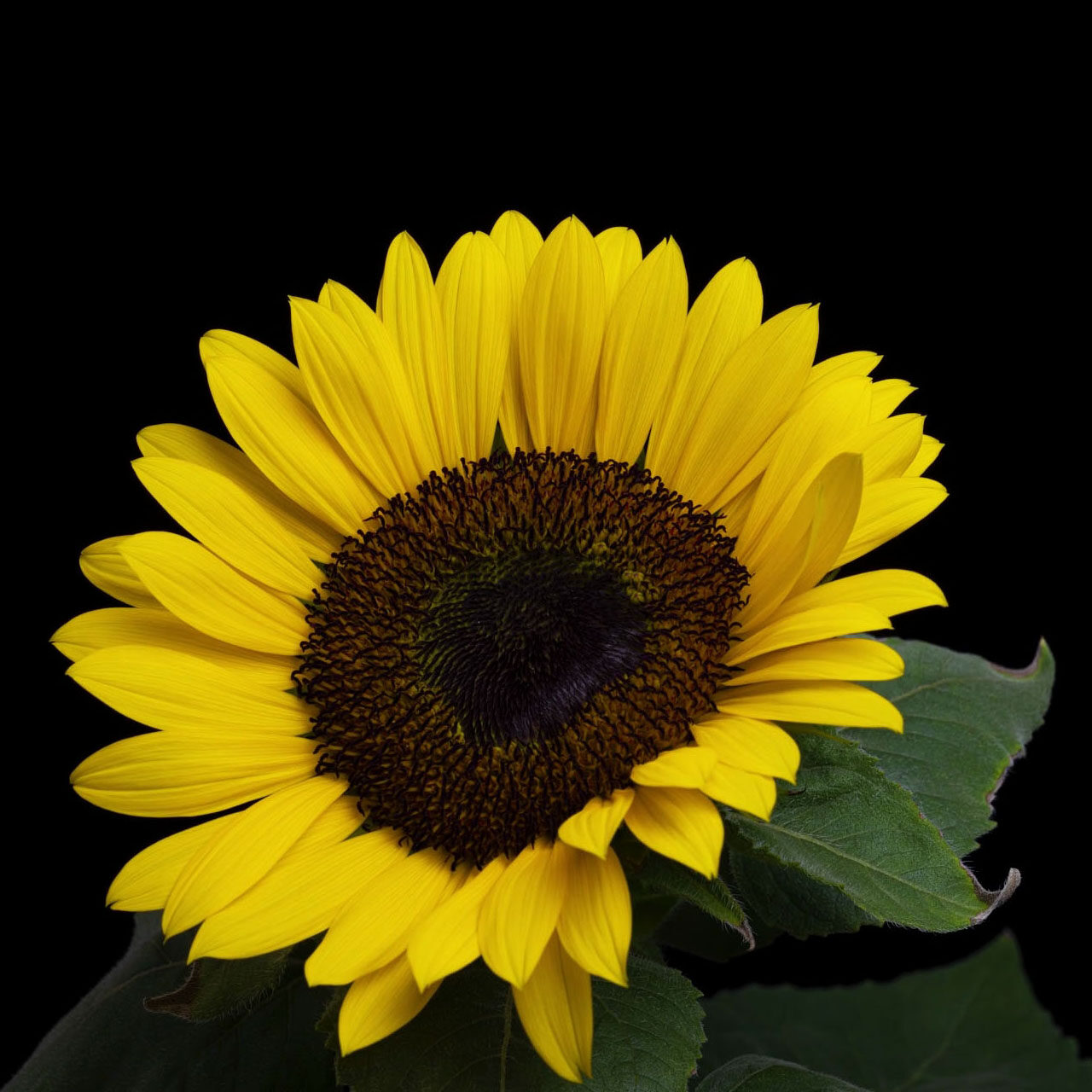 Turnsile Sunflower In Bloom